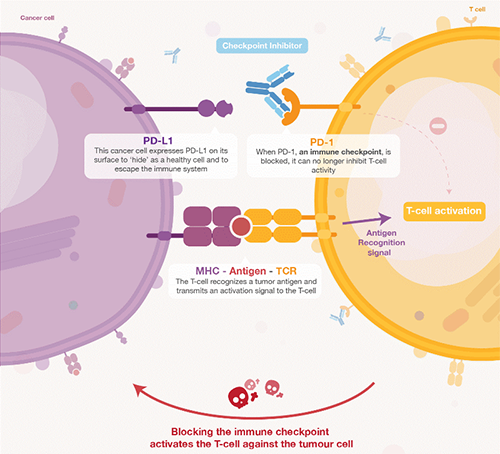 ������������������һ��ԭ�����Ը���PD-1���Ƽ������������� 