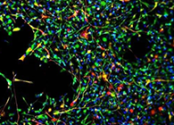 �����״���ҩ�ｫ��ϸ��ָ��������λ�����������������������