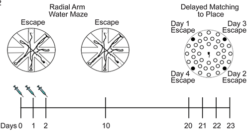 ��ISRIB�������Ƶ�����С���ܺܺõ�����Թ�ʵ��