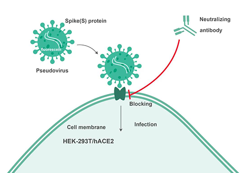 Cell-based�кͿ�����ԭ��