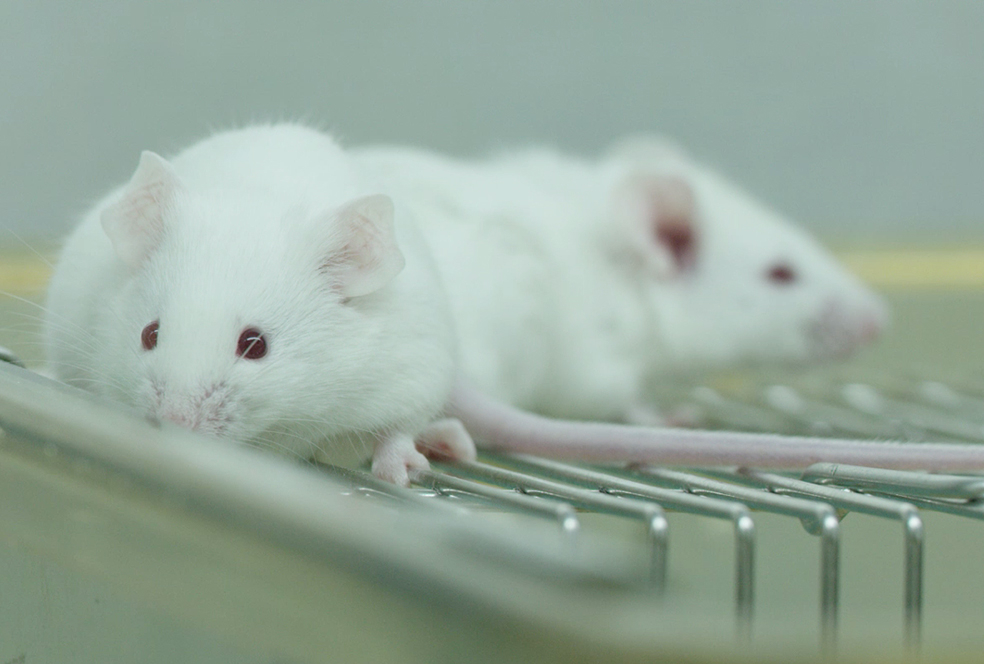 ������ʶ����÷�ٴ�ǰ�о�Ч�� 