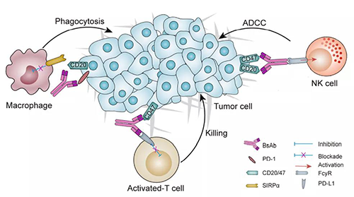 ˫�����Կ���