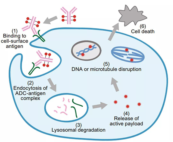 ADCÒ©Îï×÷ÓûúÖÆ.png ADCÒ©Îï×÷ÓûúÖÆ.png