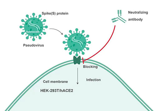 Cell-basedÖкͿ¹Ìå¼ì²âÔÀí.jpg Cell-basedÖкͿ¹Ìå¼ì²âÔÀí.jpg