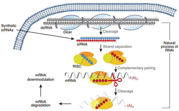RNAi���û���.jpg