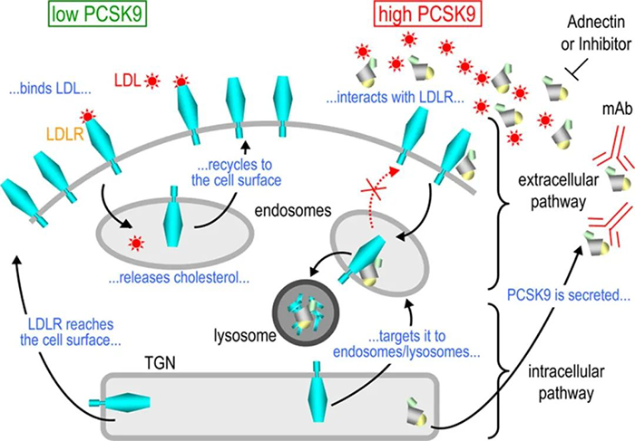 PCSK9-�յ�-LDL-R-�����ϸ������;����ʾ��ͼ.png