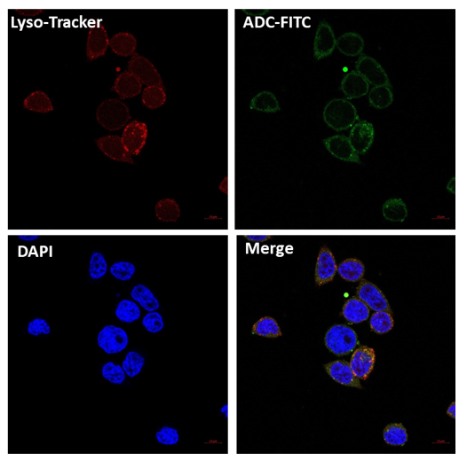 Ó«¹âϸ°û±ê¼Ç.png Ó«¹âϸ°û±ê¼Ç.png