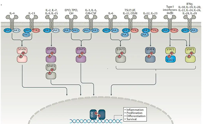 JAKsºÍSTATsÊÇÐí¶àϸ°ûÒò×ÓÊÜϵһÇеÄÖ÷Òª×é³É²¿·Ö.png JAKsºÍSTATsÊÇÐí¶àϸ°ûÒò×ÓÊÜϵһÇеÄÖ÷Òª×é³É²¿·Ö.png