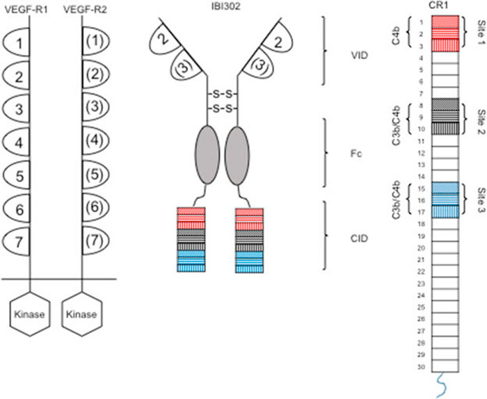 IBI302 �ṹʾ��ͼ.jpg