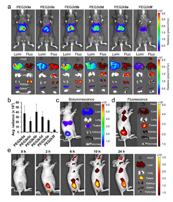 ���ͺ�NIRӰ������������Luc mRNA; �� and intra-tumoral.jpg