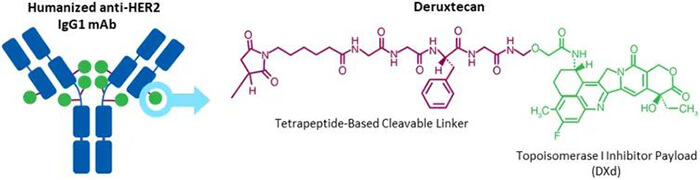 Trastuzumab-deruxtecan-(DS-8201)-�ṹ.jpg