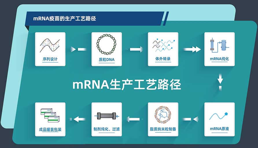 mRNA�������������·��