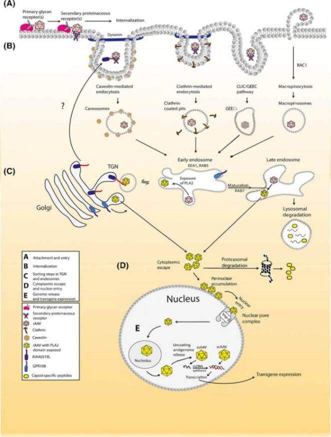ͼ3-ÒÔAAV²¡¶¾ÔØÌåΪÀý.jpg ͼ3-ÒÔAAV²¡¶¾ÔØÌåΪÀý.jpg