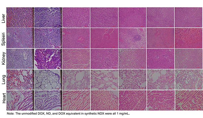 �� Na?ve Beagle Dogģ�������׽��ʯ-������Ǹ�������徲������