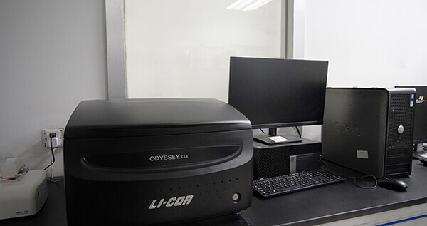 ˫ɫ���⼤�������