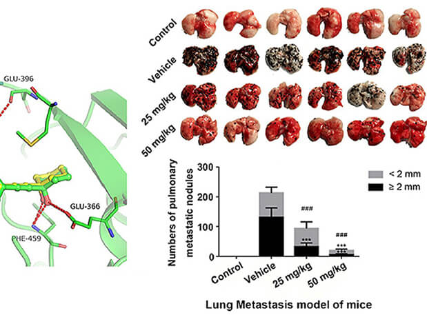 �о����ڷΰ�����ɫ����ϸ����ת�Ƶ�ѡ����PAK4���Ƽ��ĺϳɣ�������������ѡ����PAK4���Ƽ���PK�о�ͨ������÷����