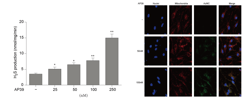 AP39��һ���ºϳɵ�����������H2S���壬�������������о���AP39ͨ������÷��ƺͺϳ�