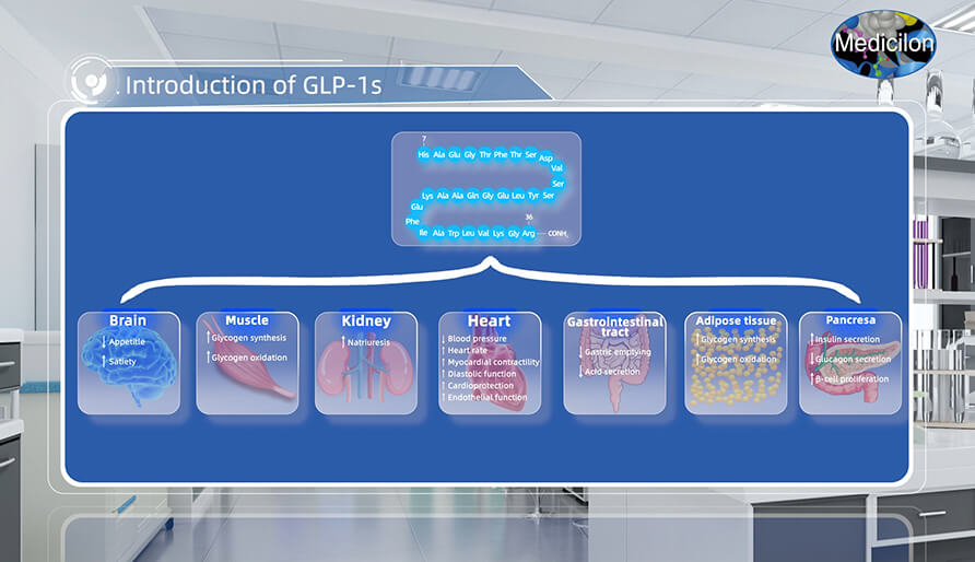 �ȸ�Ѫ��������-1(GLP-1s) ����.jpg