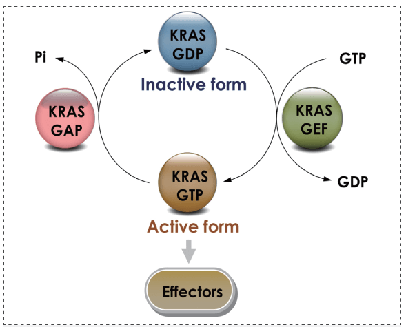 KRAS GTPaseѭ��.png