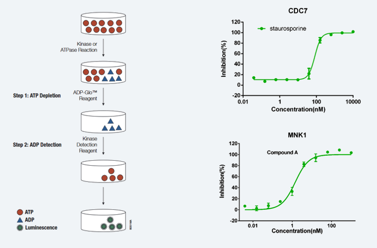 ADP-Glo ���.png