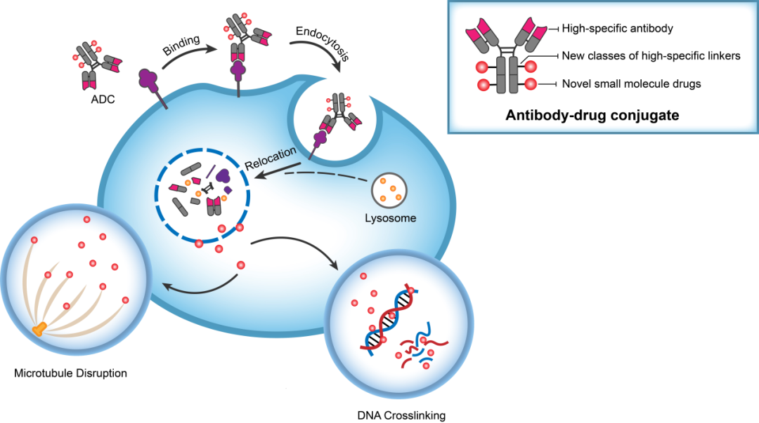����÷���� | ����̩����CD73��ADC�����������ٴ�