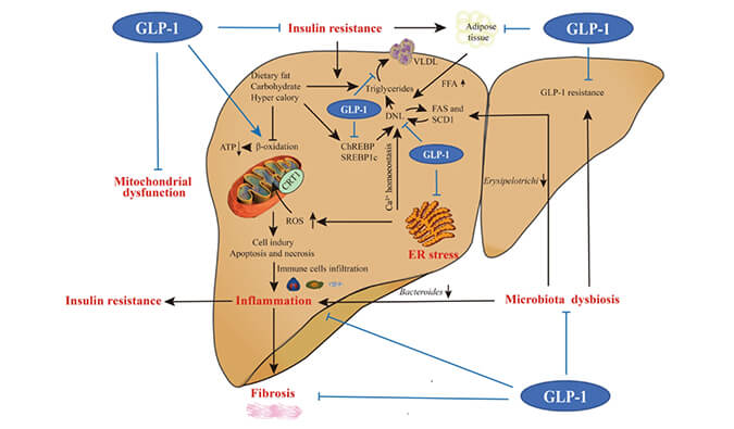 ˭����Ϊ 2024��ȫ������ҽҩ�׸�����������NASH����ͻ����ҩ�Ｔ������������