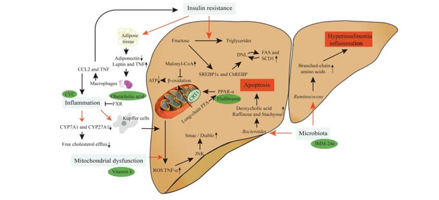 ȫ���ģ���������Ѿ��м������Űе��Ӧ������ҩ���NASHչ���˼��ߵ�����Ǳ��.jpg