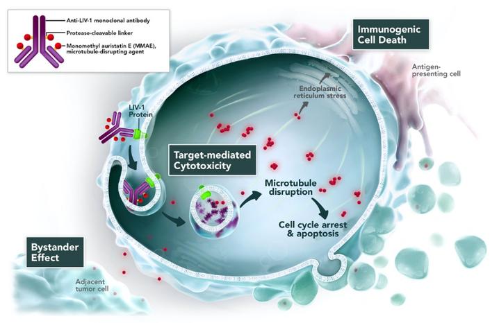 Enfortumab vedotin���û���