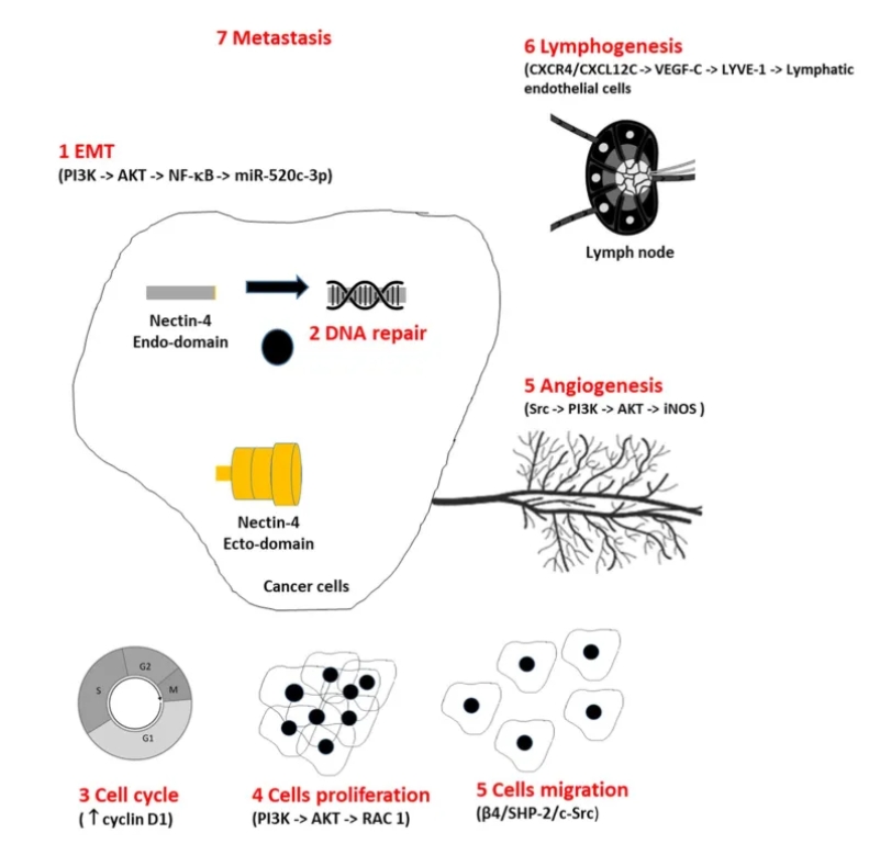 Nectin-4���������������³´�л����