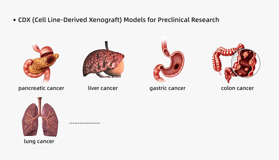 ��Դ����ϸ��ϵ������ֲ��CDX��ģ�����ٴ�ǰ�о��е�Ӧ��