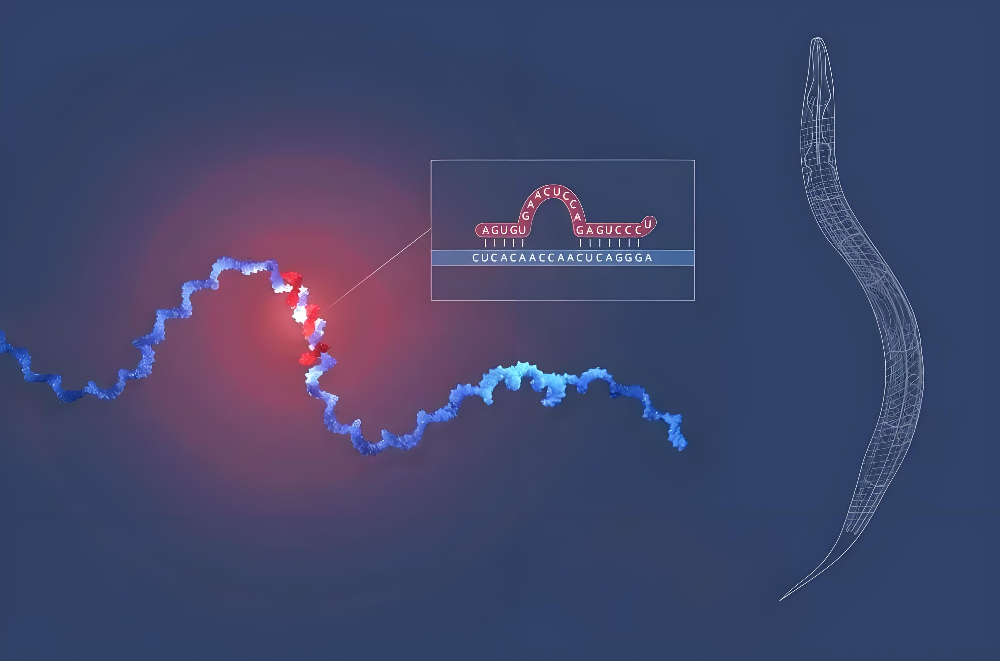 miRNA��ŵ���������Ƿ��ӣ�����������÷��ȫ�ٸ��ܺ���ҩ���з�