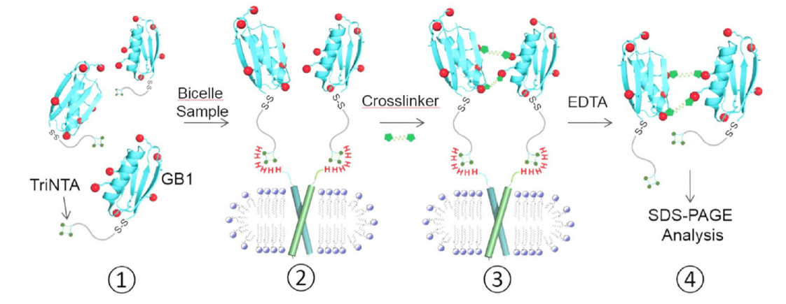 ��Ĥ�ṹ��Ѿ���Ľṹ�ⶨ��Ҫ������������������TriNTAͨ������÷�ϳ�